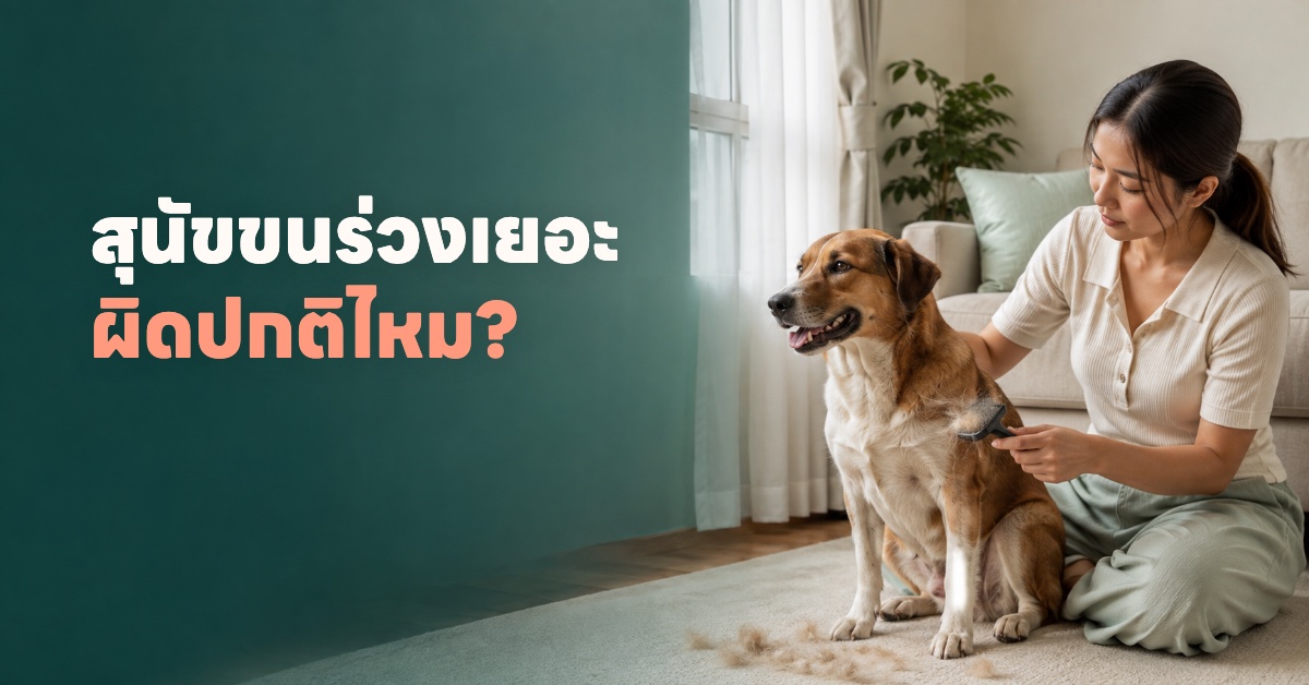 เจ้าของกำลังแปรงขนสุนัขในบ้าน